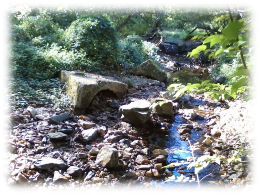 Pinehurst Branch Stream Restoration